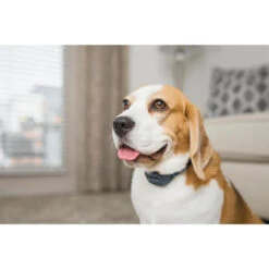 PetSafe ANTI ABOIEMENT SONORE RECHARGEABLE -Équipement De Chasse Boutique anti aboiement sonore rechargeable 6