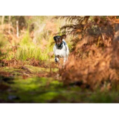 PACK COLLIER + TÉLÉCOMMANDE DE DRESSAGE POUR CHIEN NUM'AXES CANICOM 1500 -Équipement De Chasse Boutique pack collier telecommande de dressage pour chien numaxes canicom 1500 3