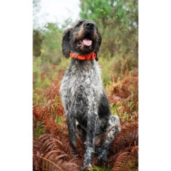 SD BEEPER SPORTDOG -Équipement De Chasse Boutique sd beeper sportdog 2